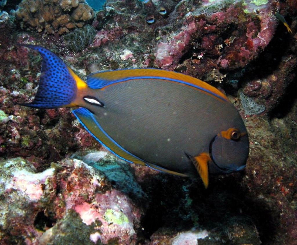 Acanthurus dussumieri